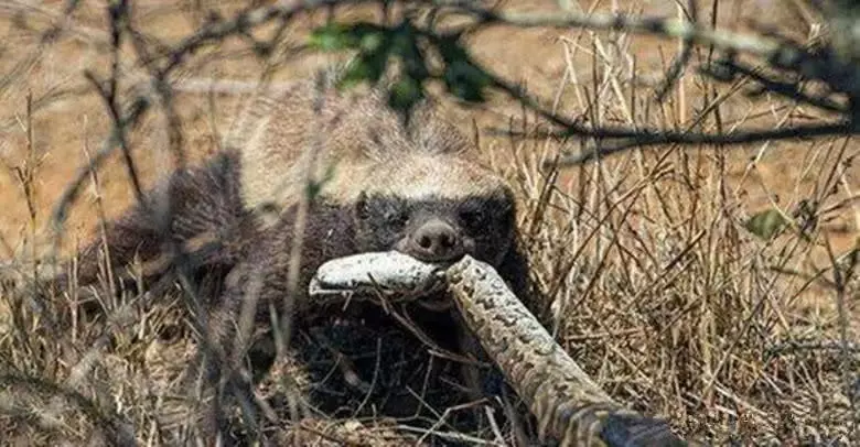 蛇的5大绝命天敌，平头哥仅排第三名，未曾想第一名竟如此优秀