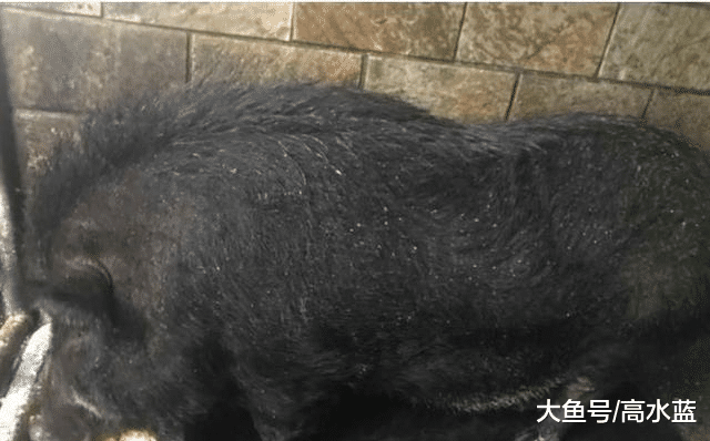 养20年大猪睡梦中离世！本来帮忙洗澡的她泪崩：在天堂要吃饱饱