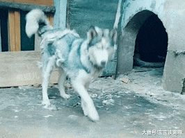 将哈士奇送人，半年后再见，主人的眼泪顿时落下来：你这是怎么了