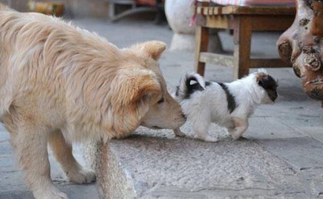 狗狗之间经常这样，你知道为什么吗？