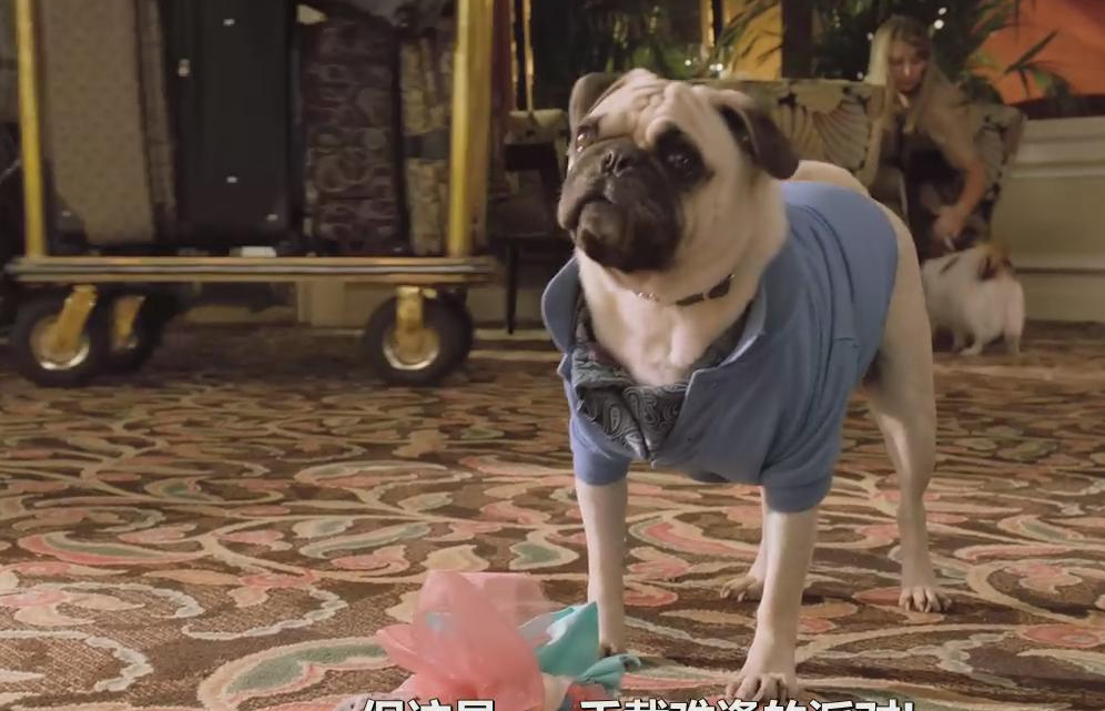 就是要打扮我的狗！又美又拽的女王范儿，主人的口袋已掏空