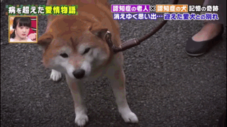 一起患上了痴呆症的奶奶和柴犬，长时间未见，感人的画面就此上演
