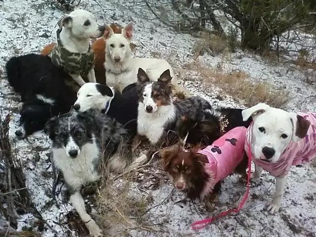 养宠物对人有好处，是否养的越多，好处就越大呢？