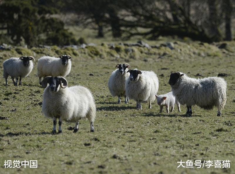 再高冷的猫咪都有一颗充满爱的心, 它们就是这样一步一步征服人类的
