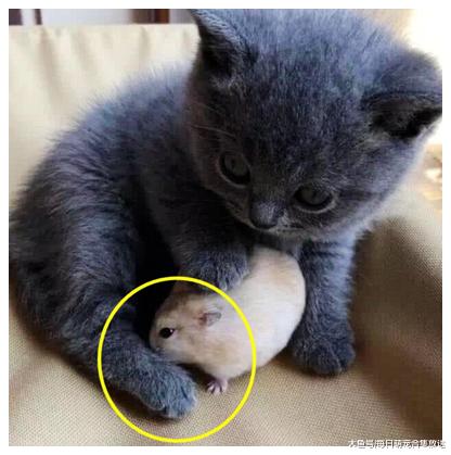 女子忘记家里还有一只猫咪，把仓鼠放出来自己玩，下一幕让她傻眼