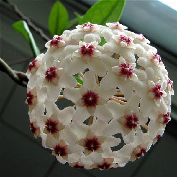 养花小白不知道养什么花？放弃绿萝吧，这种花不仅漂亮还好养活