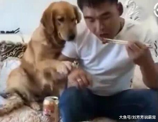 金毛护食不让主人靠近，气得主人端来一盘肉，金毛反应让人笑喷！