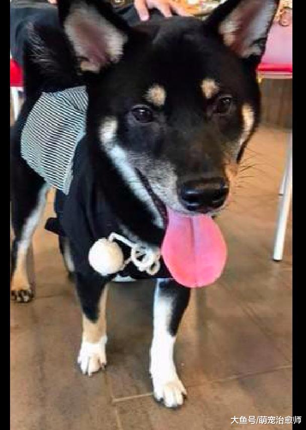 主人突然奇想给柴犬穿上鞋子，它半天不敢动，还把脚抬得老高！