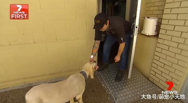 13岁萌狗10年来都到肉店等骨头, 从家里出发乖坐后门