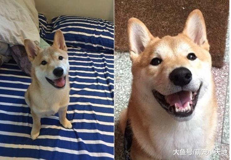 柴柴赖在超市吹免费冷气，见主人走远还灿笑送到门口