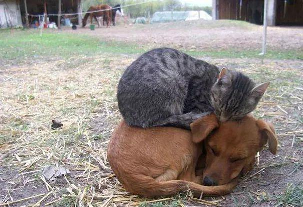 天冷了，喵星人开始寻找温暖