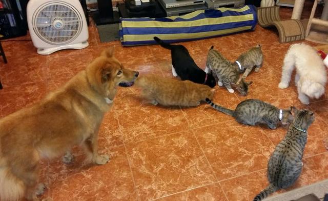 狗狗看到猫咪就想追？主人不想天天猫狗大战，只需掌握这3个方法