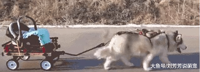 为阻止二哈拆家，主人给它安排专车，画风让所有人笑喷了！