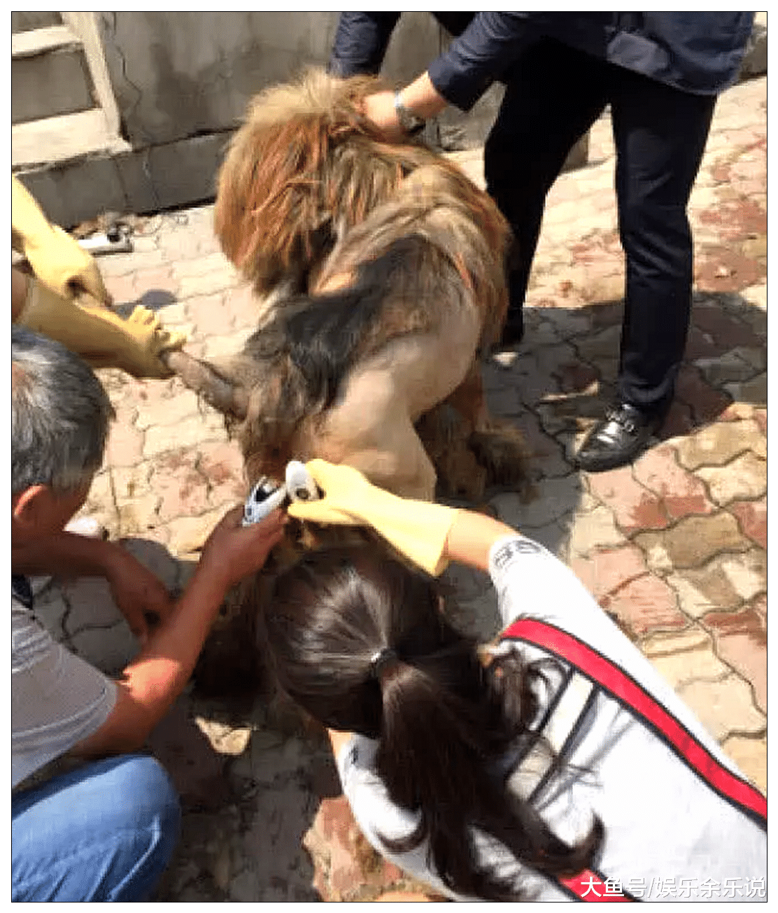 男子酒后突发奇想，叫来三个人给藏獒剃毛，酒醒后悔得肠子都青了