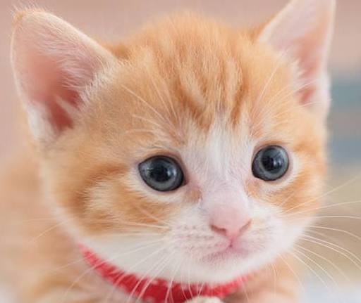 网友网购一只猫，天生凶相，无奈打扮成萝莉模样