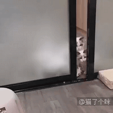 一只生来就是连指的小猫，感觉找到了哆啦A梦的孩子