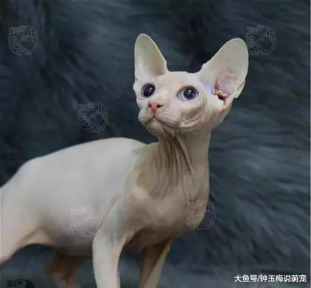 2019年世界上最贵的猫排行榜，都是人民币的香味