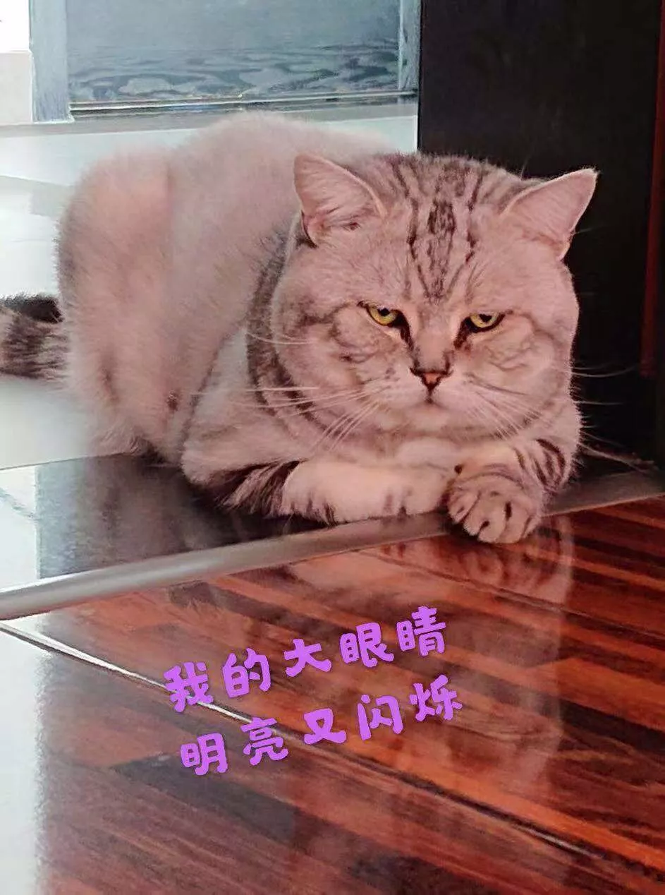 大头猫咪天生爱吃醋，一早起身就霸占主人的大腿不让另外两只猫咪靠近