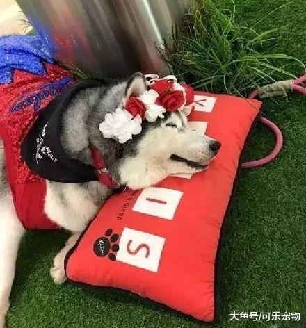 为了对付拆家的哈士奇，主人只能把它喂胖，这下二哈只能吃了就睡