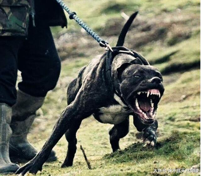 忠诚的狗狗，不会无缘无故咬主人，除非这5个原因