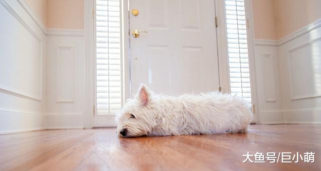 狗狗病态的爱，离开主人就紧张焦虑，怎么让狗狗乖乖呆在家？