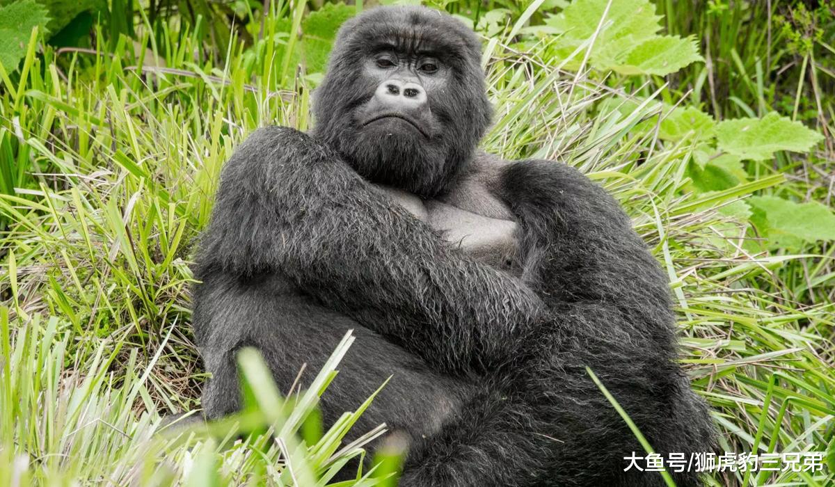 银背大猩猩手臂力量掀翻汽车，它的拳头能够打赢小型老虎吗？