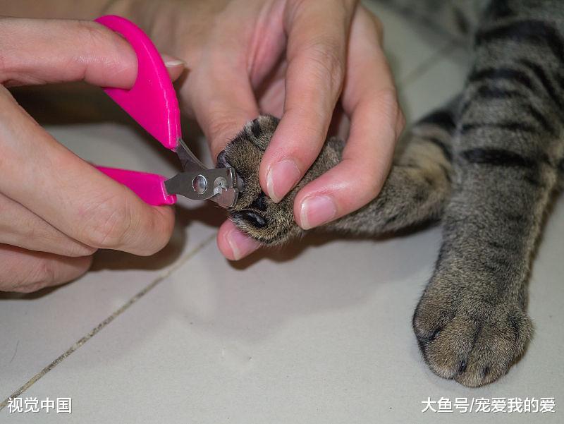 养宠物可能有几个你无法承担的坏处你知道吗？虽然有快乐，但也有伤悲。。。