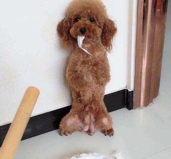 这5件事情最好别对泰迪犬做，它会伤心难过，你中招没有？