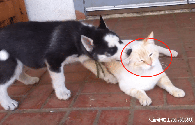 二哈生了5只宝宝，主人却都留着自己养，结果猫咪悲剧了