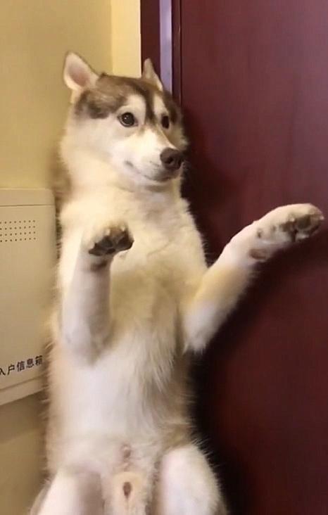 二哈拆家后竟主动认错，主人懵了：这下不好办了，我该不该打呢？