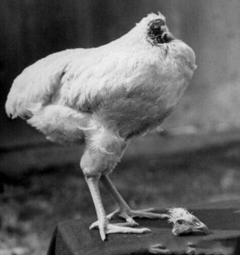 网红“无头鸡”18个月全球巡回表演越来越壮, 最后却死于人为疏失