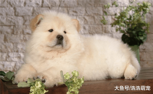 顏值超高的5種土狗，第二種像狼，第五種有“旺家旺財”的能力