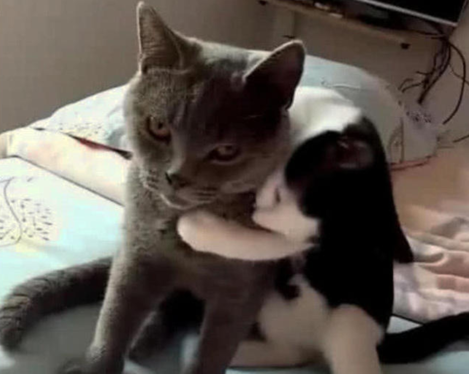 猫咪动了个“宫廷手术”, 母猫想和它温存, 场面让主人后背发凉