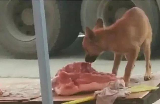 卖肉老板见流浪狗偷吃肉，经常不管不顾，还让其他人不要管