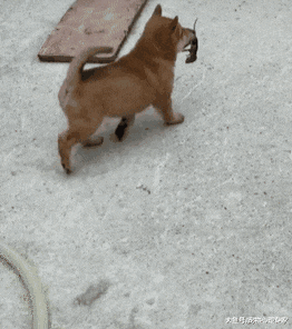 小土狗消失半天回来了，嘴里却叼着一个活物，蹲下一瞧脸都僵了