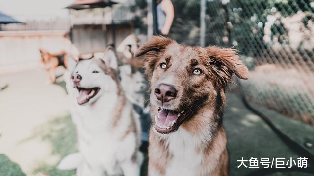 家里的狗狗喜欢社交，但却只喜欢部分狗狗，可能是这五个原因作祟