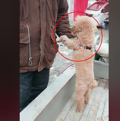 泰迪被卖给狗肉店, 它紧紧抓着主人的手不让走: 你走我就遭殃了