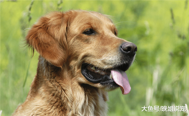 狗狗喜欢舔你是为什么? 意思有5个, 你不要理解错了