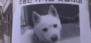 真实版“忠犬八公”：我用尽全身力气，只为再见你一面…