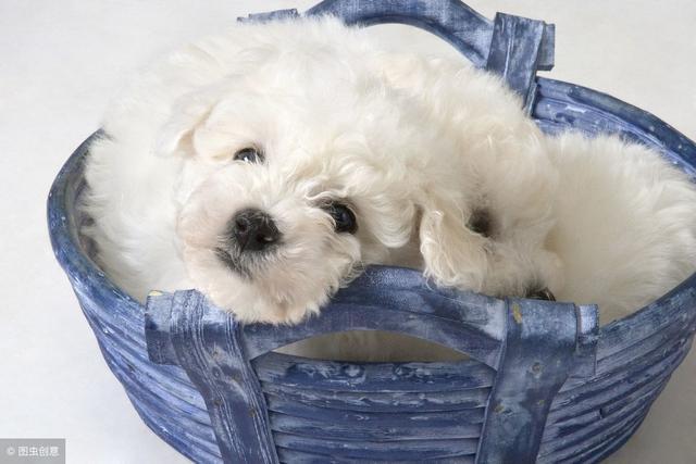 比熊犬害怕主人做這5件事，最后一件，對比熊來說最殘忍！