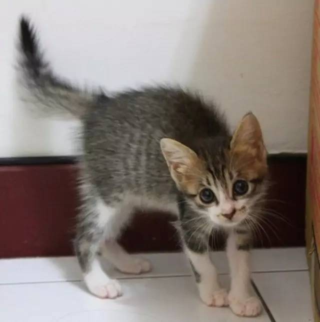 猫咪尾巴的4种语言，很多铲屎官忽略了，你还傻傻不知道？