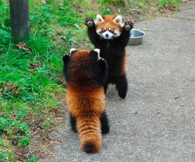 小熊猫为美食与伙伴动粗，互相举爪威胁，因战败气愤而滚成一团