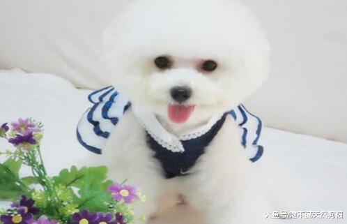 养狗的注意了：你的这些行为，会造成狗狗拉稀！