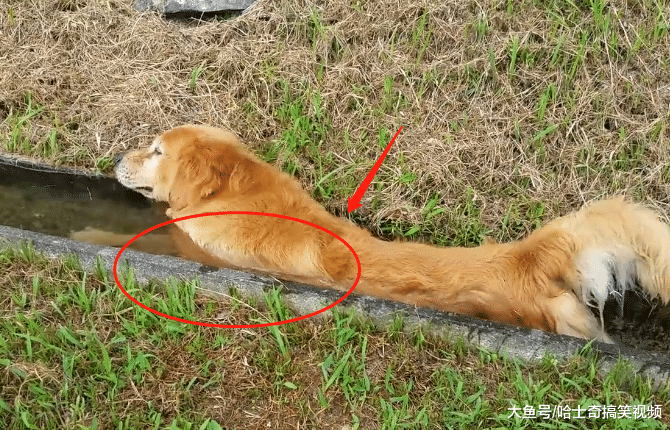 金毛在山區跑丟，找到它時主人笑了，寵主：水溝都被它堵住