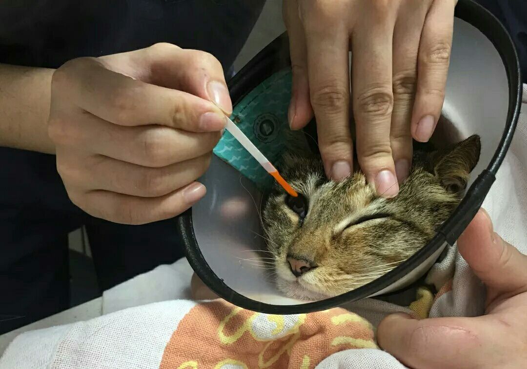 猫咪在吃东西时，两只眼睛总是流泪，怎么回事呢