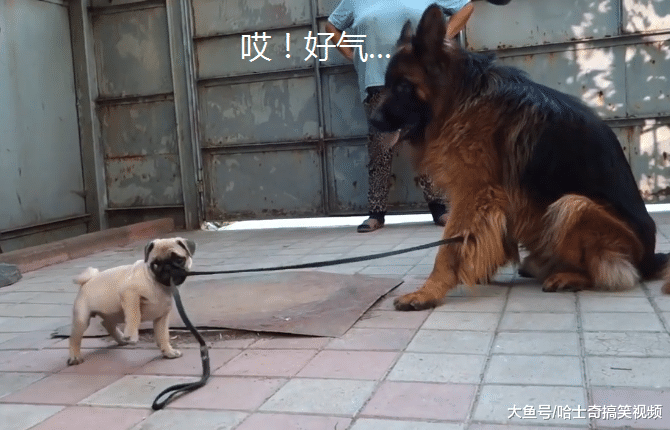 德牧最近很心塞，因为摊上了“熊孩子”，到底是谁遛谁呢？