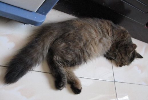 猫咪身上跳蚤太多怎么处理？杀死这些跳蚤需要做些什么？