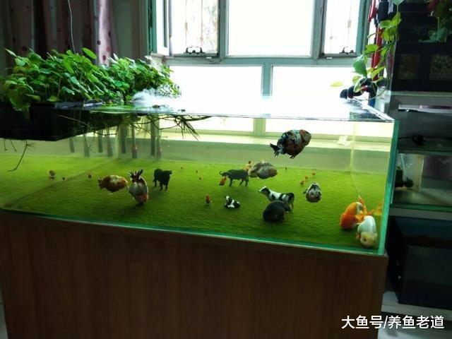 青苔水是個好東西，春節清理魚缸時我們擦還是不擦？