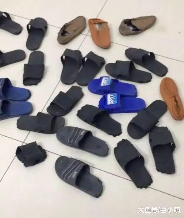 幼犬为什么老是咬鞋子？换了5双拖鞋后，我找出了这些原因