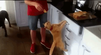 自从养了橘猫，我终于体会到什么叫“十橘九渣”！